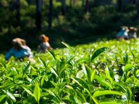 kebun teh medini