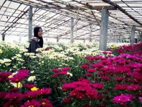 setiya aji flower farm