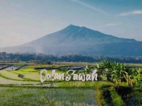 dolan sawah warakngendog